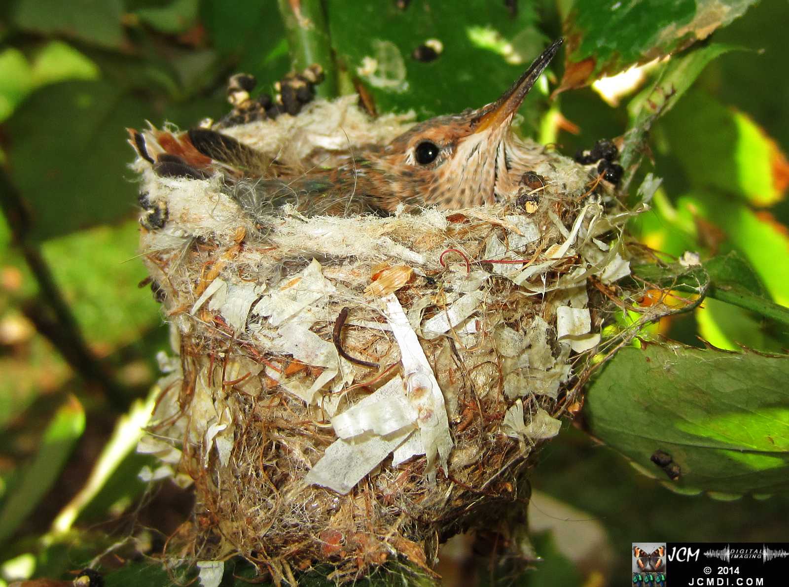 Allens Hummingbird chick and nest image 3-26-2014